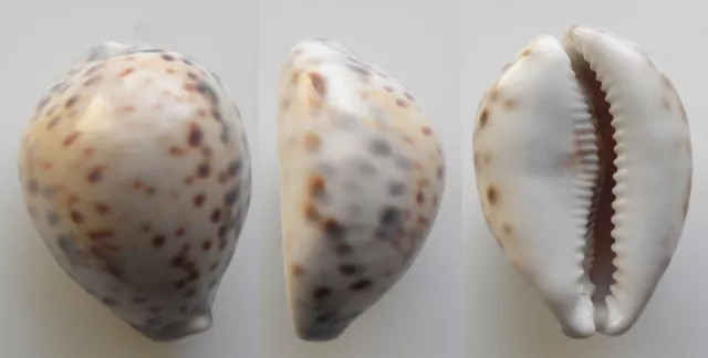 Conchiglia - shell  :  cypraea  tigris  white color selected