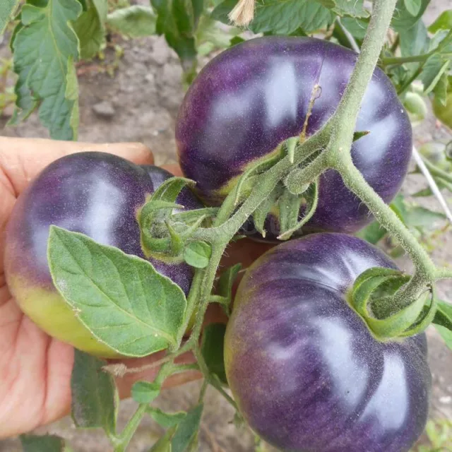 100Pcs Purple Tomato (Tomatillo) Seeds RARE | Non-GMO | Fresh Garden Seeds