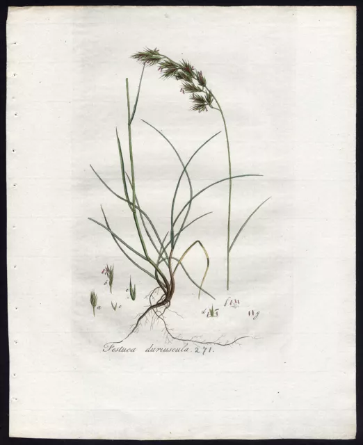 Antique Print-CREEPING RED FESCUE-FESTUCA RUBRA-271-Flora Batava-Sepp-1800