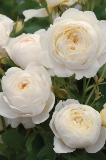 Rare Rose White Shrub 'Claire Austin' Flower Seeds Elegant And Imported Flowers