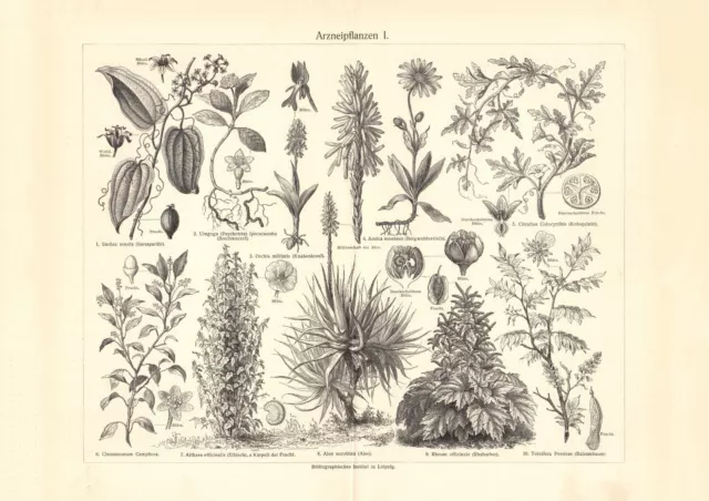 Arzneipflanzen I. historischer Druck Holzstich ca. 1902 antike Bildtafel Botanik