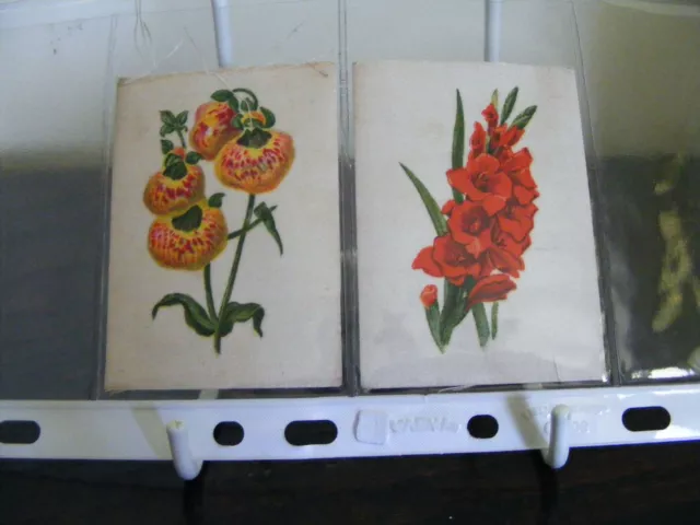 B. Morris Silk 1915 English Flowers Cigarette Cards (2) Gladiolus & Calceolaria