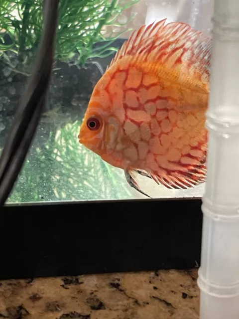 Red Checkerboard Discus Live South American Cichlid WYSIWYG 3 Inch