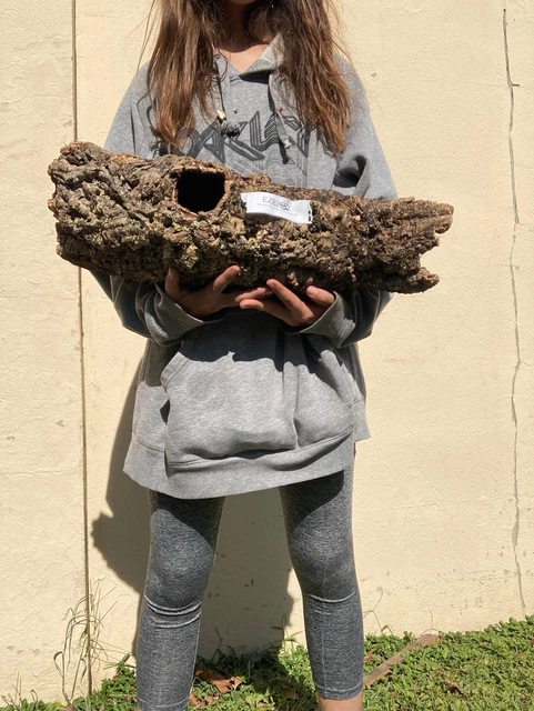 X-Large Cork Round - #2552 - for Reptiles, Airplants, Orchids, and Terrariums