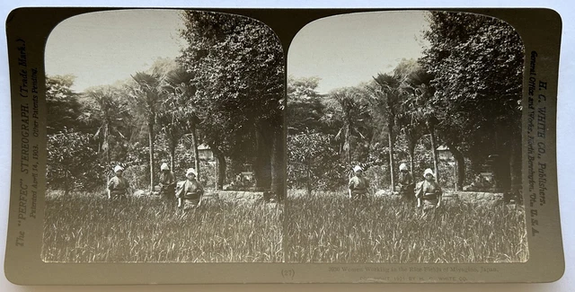 Japan Miyagino Reisfeld 1901 Foto Stereo Vintage P81L9n55