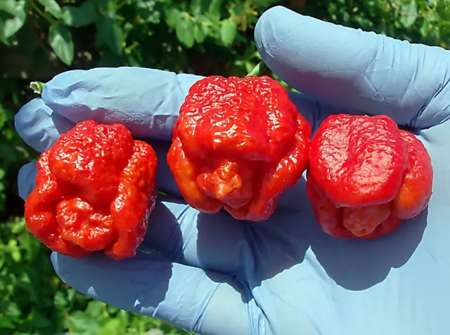 50 Trinidad Scorpion Pepper Seeds BUTCH Worlds Hottest Chilli S039