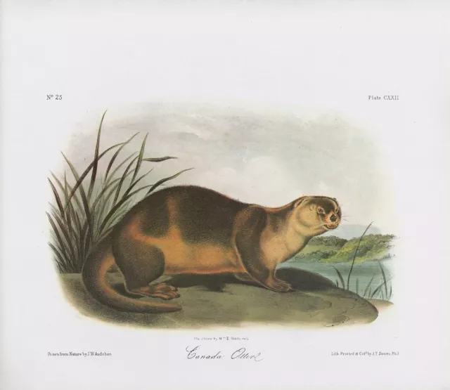 1989 Audubon Vintage "Canada Otter" A Lovely Mammal Color Art Lithograph Print