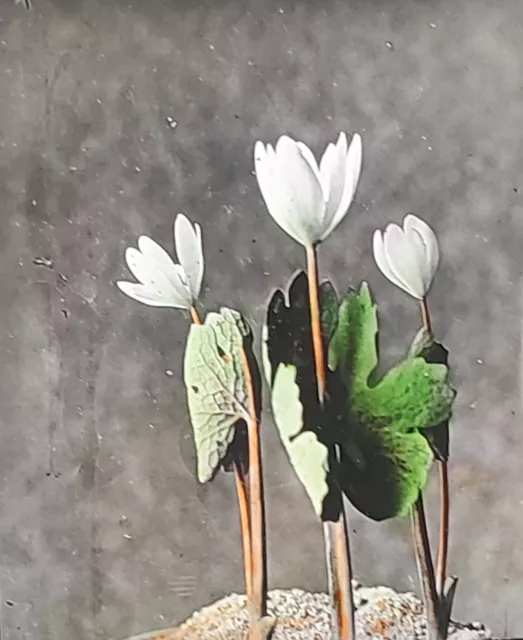 Bloodroot, (Sanguinaria), Plant/Flower, Magic Lantern Glass Slide