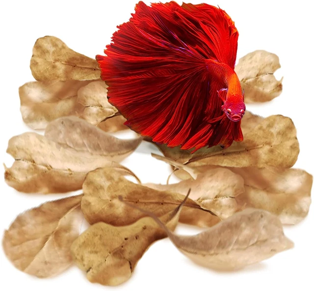 Sungrow 100 Pcs Catappa Indian Almond Leaves for Betta Fish Tank Aquarium, 2” Wa