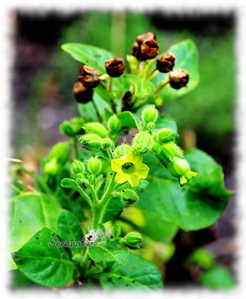 Nicotiana rustica - Mapacho - 1000 semillas -Tabaco de Azteca - Seeds - Semi