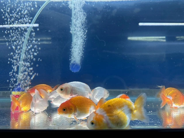 1 Assorted Ranchu Fancy Goldfish Premium Freshwater Fish High Quality Grade A+++