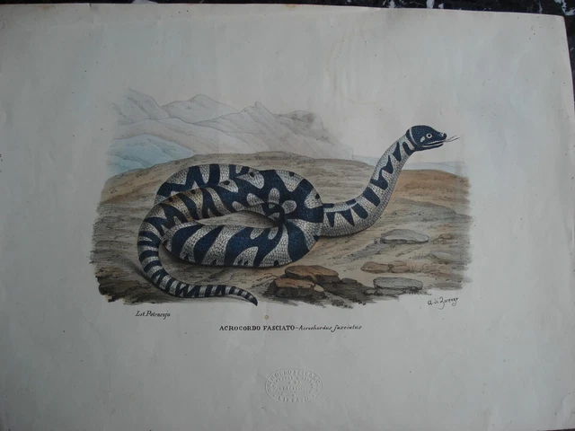 serpenti artistici in litografie d'autore