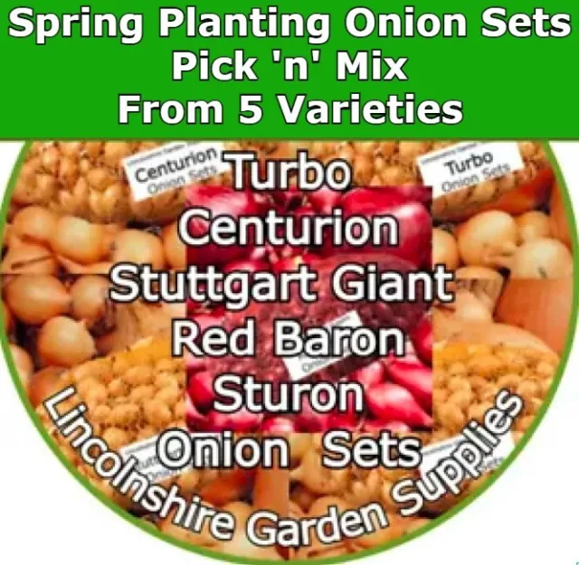 Onion Sets - Spring Planting - Stuttgart ,Red Baron,Turbo,Sturon,Centurion,Rumba