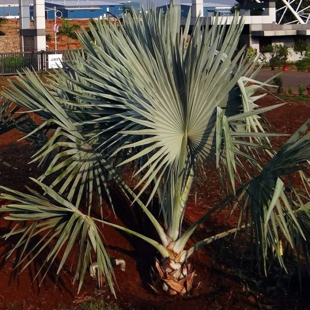 Bismarck Palm (Bismarckia nobilis)  - 2 seeds