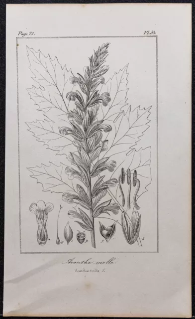 1846 - Akanthus Rechts -blatt Molle - Gravur Antik (Botanik) - Acanthacées