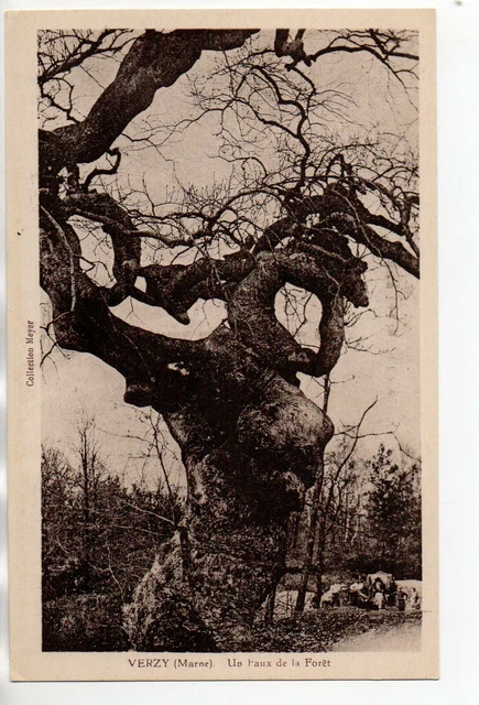 VERZY - Marne - CPA 51 - Tree - Curiosity - a fake in the forest 4