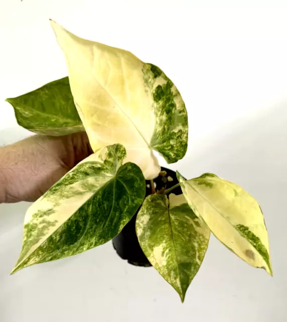 Anthurium Forgetii X WHITE Variegated SPECIAL PLANT ONLY ONE #51