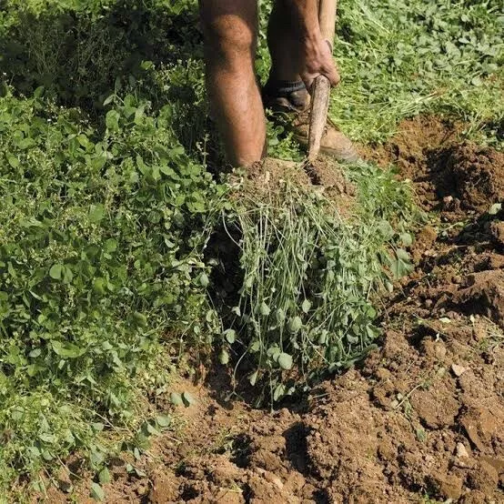 GREEN MANURE MIX AUTUMN-WINTER 30/60g Nitrogen Fix Aeration Soil Improvement