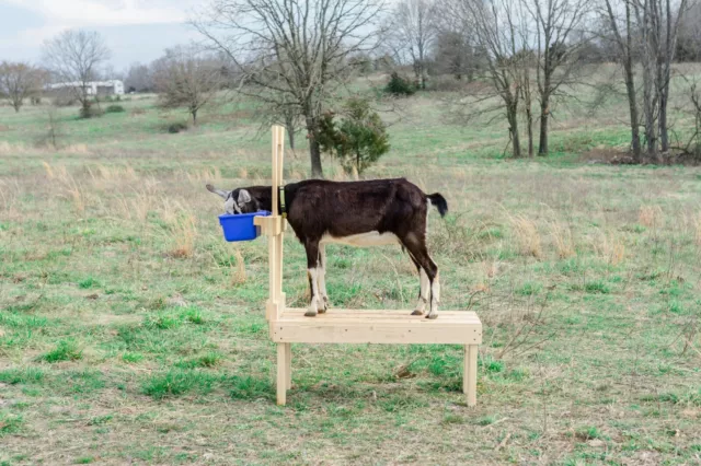 New Goatstand.com Carpenter Built Goat Milking Stand - Full 42in. Natural Deck