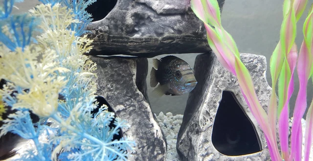 Jack Dempsey Cichlid Freshwater Aquarium Fish 7