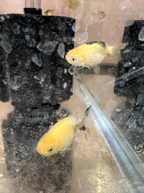 ranchu goldfish