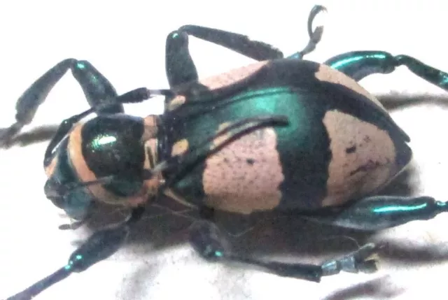 O001 MI : Cerambycidae: Doliops species? male 11.5mm***************************