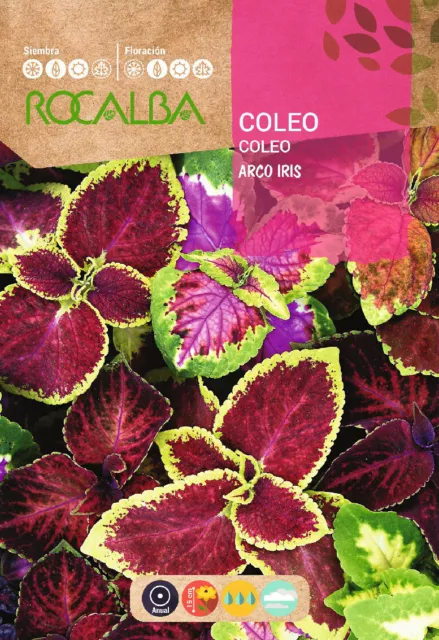 Coleo Arco Iris ( Coleus blumei ) 0,5 gr / 1.500 semillas - seeds coleos flores