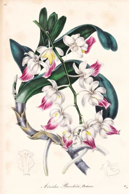 Aerides Brookei India Orchidee flower Blume Botanik botany van Houtte Lithograph