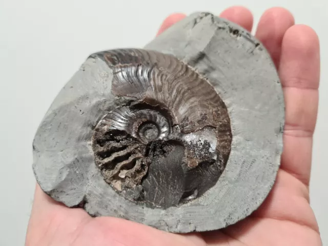 Genuine Whitby Yorkshire Jurassic Eleganticeras Ammonite Fossil