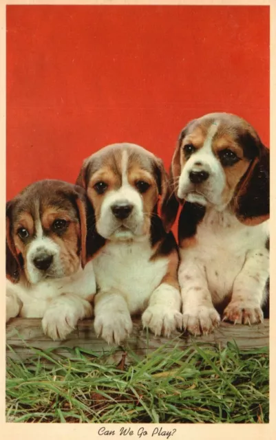 Vintage Postcard Can We Go Play? Three Small Puppies Dog