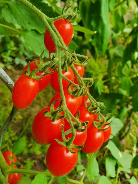 Tomatensamen - Cocktailtomate - Datterino - mindestens 20 Korn