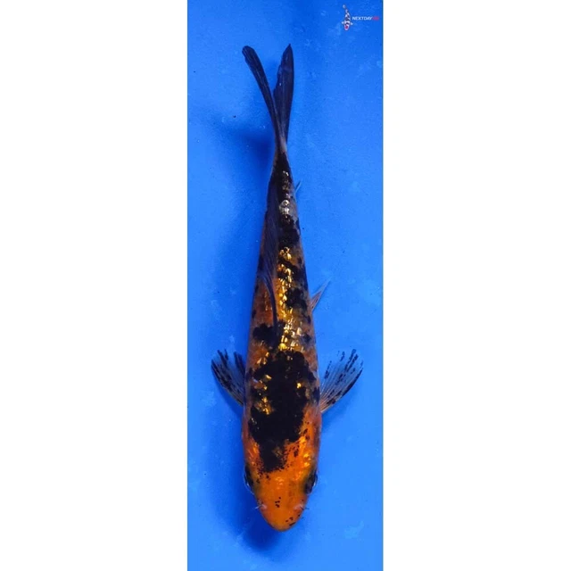 3" GIN RIN AKA BEKKO Koi live fish standard fin nextdaykoi NDK