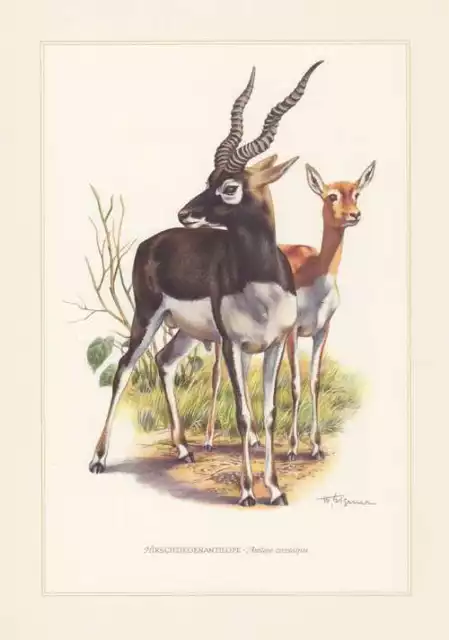 Hirschziegenantilope Antilope cervicapra Farbdruck von 1959 Antilopen Zoologie