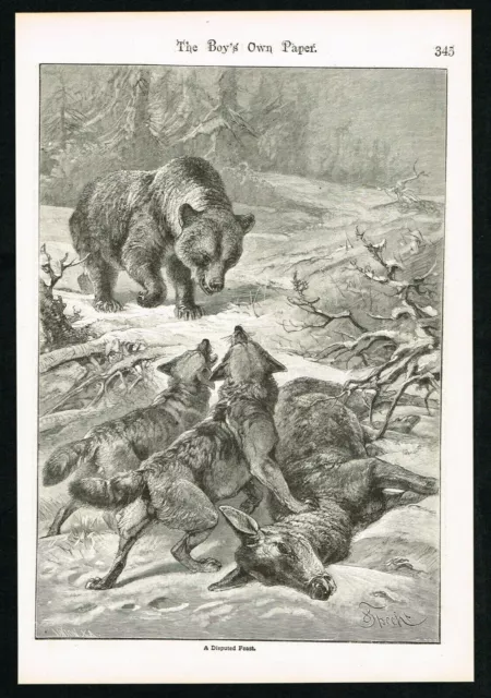 Bear & Wolves Fighting over Animal Carcass, Antique Victorian Print 1898