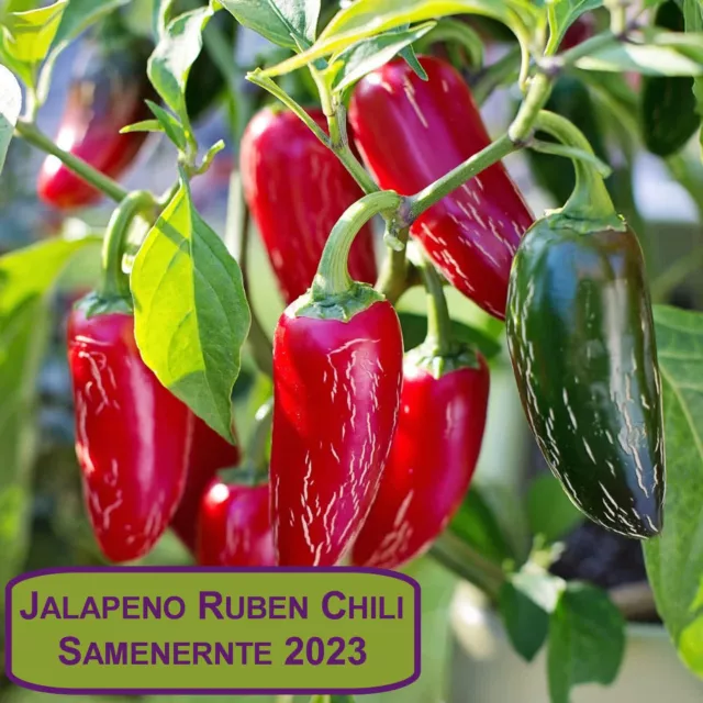 NEUE Ernte 2023 Jalapeno Ruben Chili 15 Samen aus biologischem Anbau