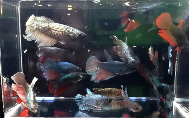3 Assorted Color Female Halfmoon Betta Bettas Live Freshwater Aquarium Fish