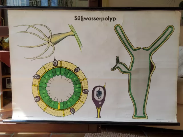 Lehrkarte Schule Biologie DDR Hygienemuseum Modell Süßwasserpolyp