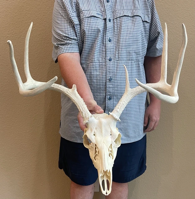 CLEAN TYPICAL 8 Point Whitetail Deer Skull Rack Shed Antlers Horns