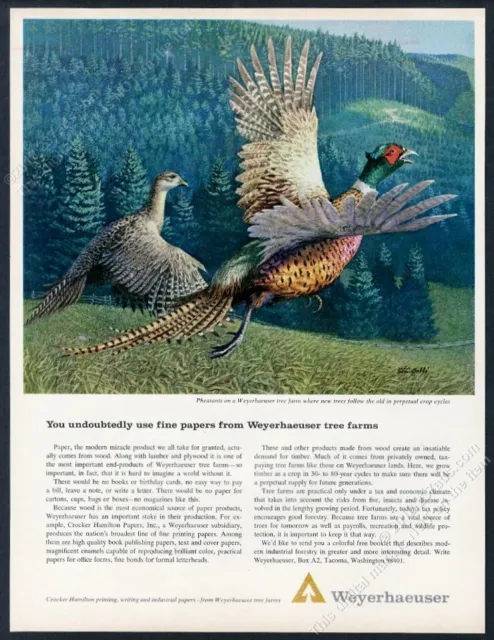 1964 pheasant bird couple Stan Galli art Weyerhaeuser Paper vintage print ad
