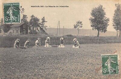 CPA 25 pontarlier harvesting of wormwood/agriculture