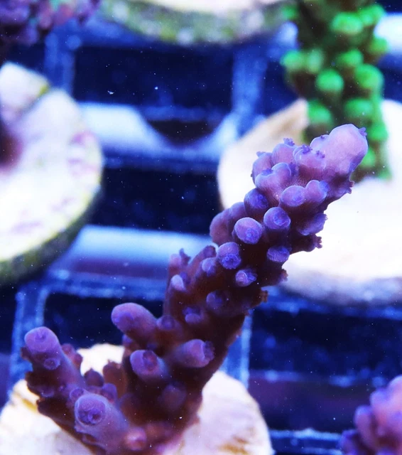 SPAGHETTI TORT ACRO Acropora Zoanthids Paly Zoa SPS LPS Corals, WYSIWYG