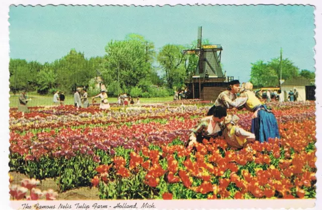 Michigan Postcard Holland Famous Nellis Tulip Farm