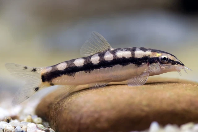 Group of 3+1 Live Freshwater Dwarf Chain Loach Tropical Fish Premium Quality A++