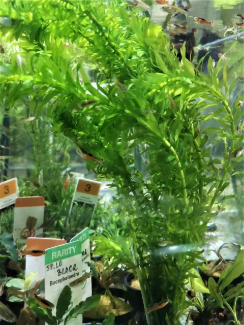 Elodea Canadensis - Plante Aquatique - Plante Aquarium