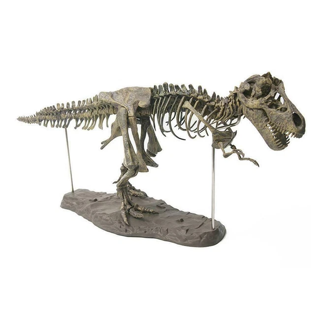 Large T Rex Tyrannosaurus Dinosaur 4d Assembled Skeleton Fossil Model Decor Toys