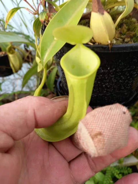 Nepenthes rienwardiania