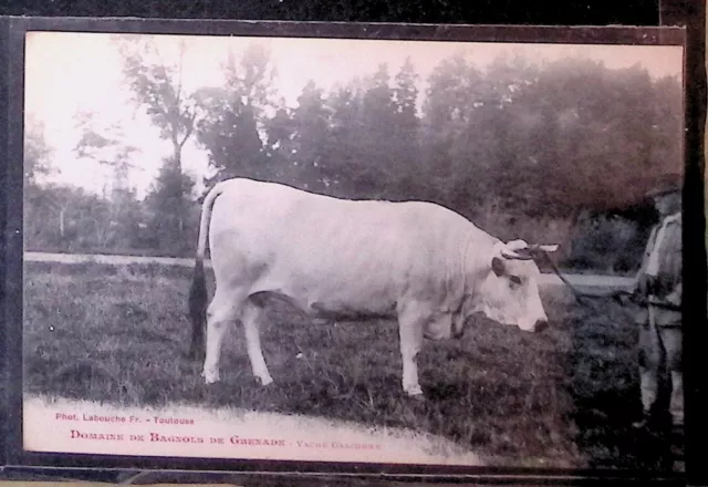 CPA   BAGNOLS de GRENADE  Une vache Gasconne  Gros plan