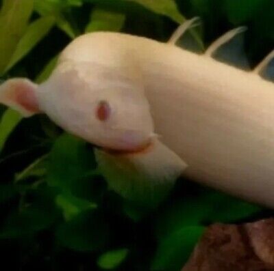 5"+Red Eye ALBINO  SENEGALUS . Live freshwater Monster. Imported Asia.