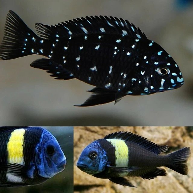 THROPHEUS DUBOISE cichlid 2" live fish