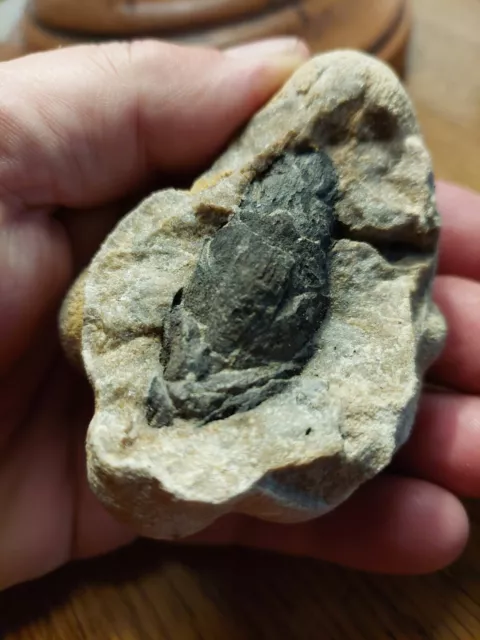 Wunderschöner schwarzer Zapfen FOSSIL